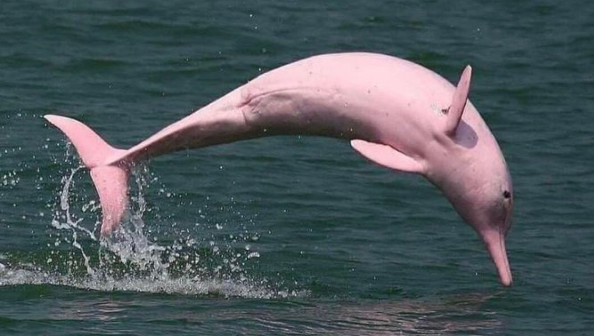 Pescador capta delfines rosados en el Golfo de México: VIDEO