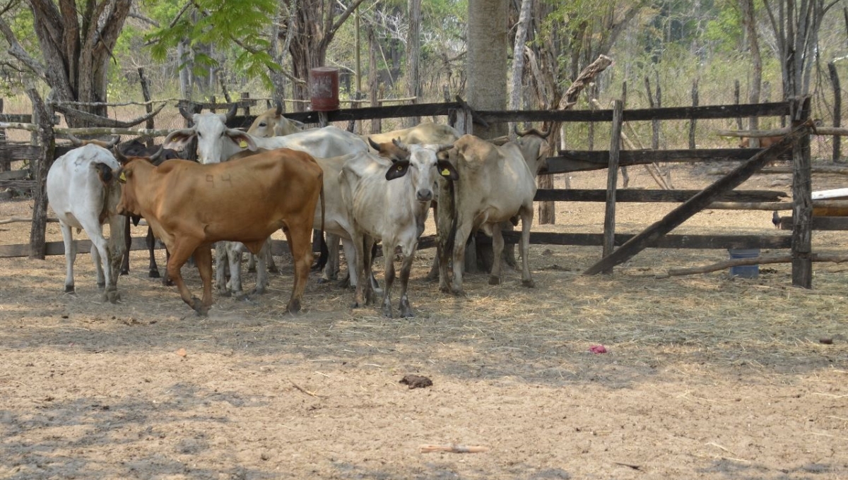 Ganaderos de Ciudad del Carmen, en temporada de 'vacas flacas'; venden en 50 pesos el kilo de res