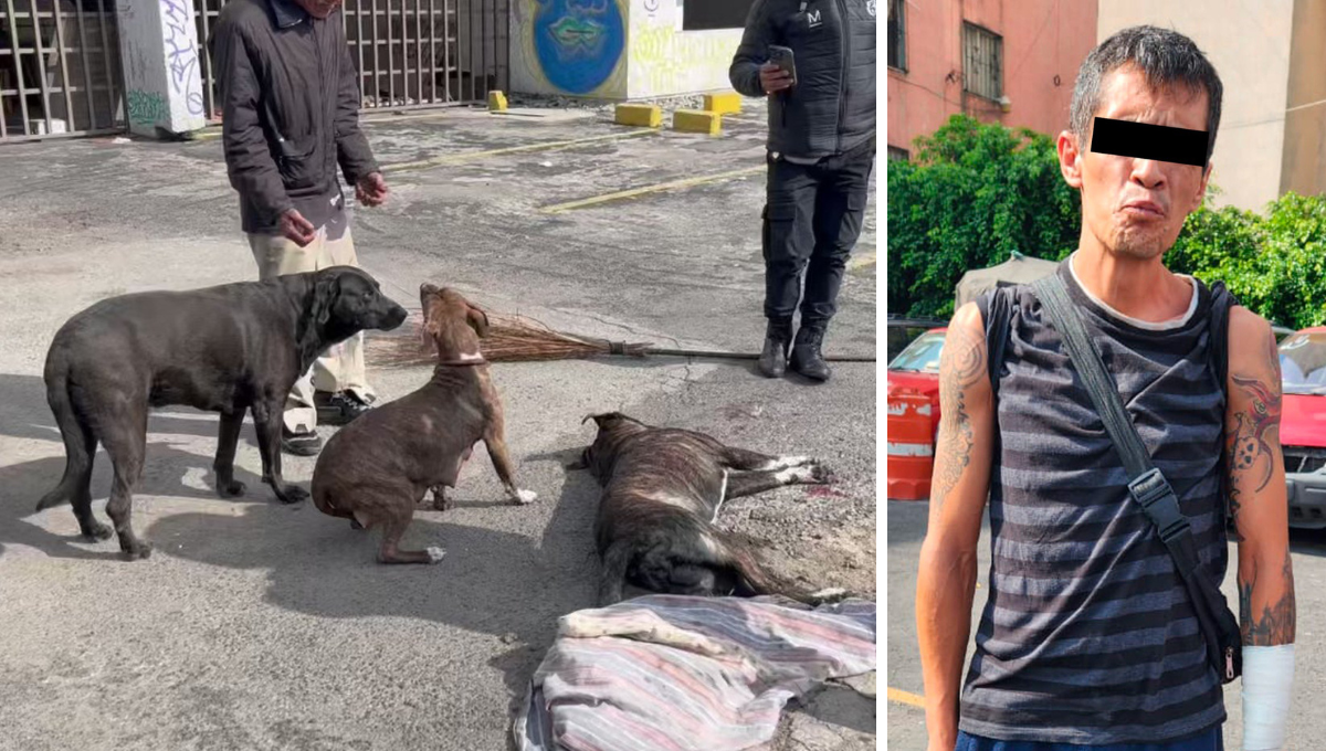 Hombre mata a un perro por defender a su dueño de un asalto en la CDMX: VIDEO