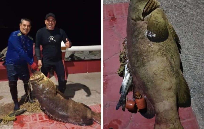 Capturan enorme pez cherna de 80 kilos en Coatzacoalcos, Veracruz