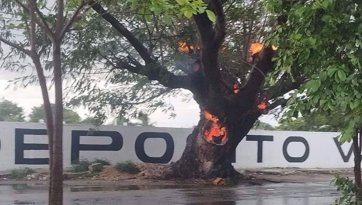 Árbol se incendia sobre la avenida Jacinto Canek de Mérida
