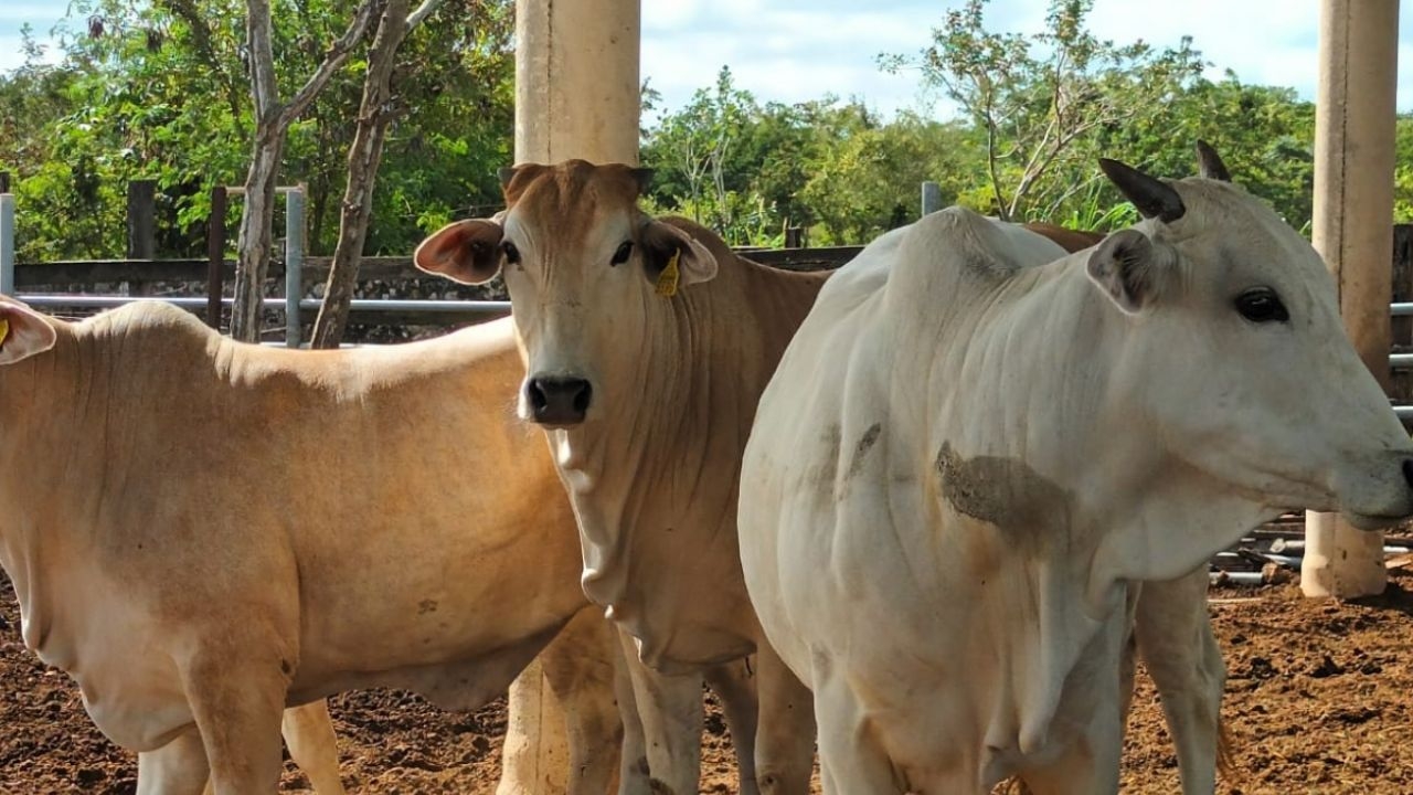 Los animales de corral, como el ganado, se ve afectado por las altas temperaturas y la sequía en Yucatán