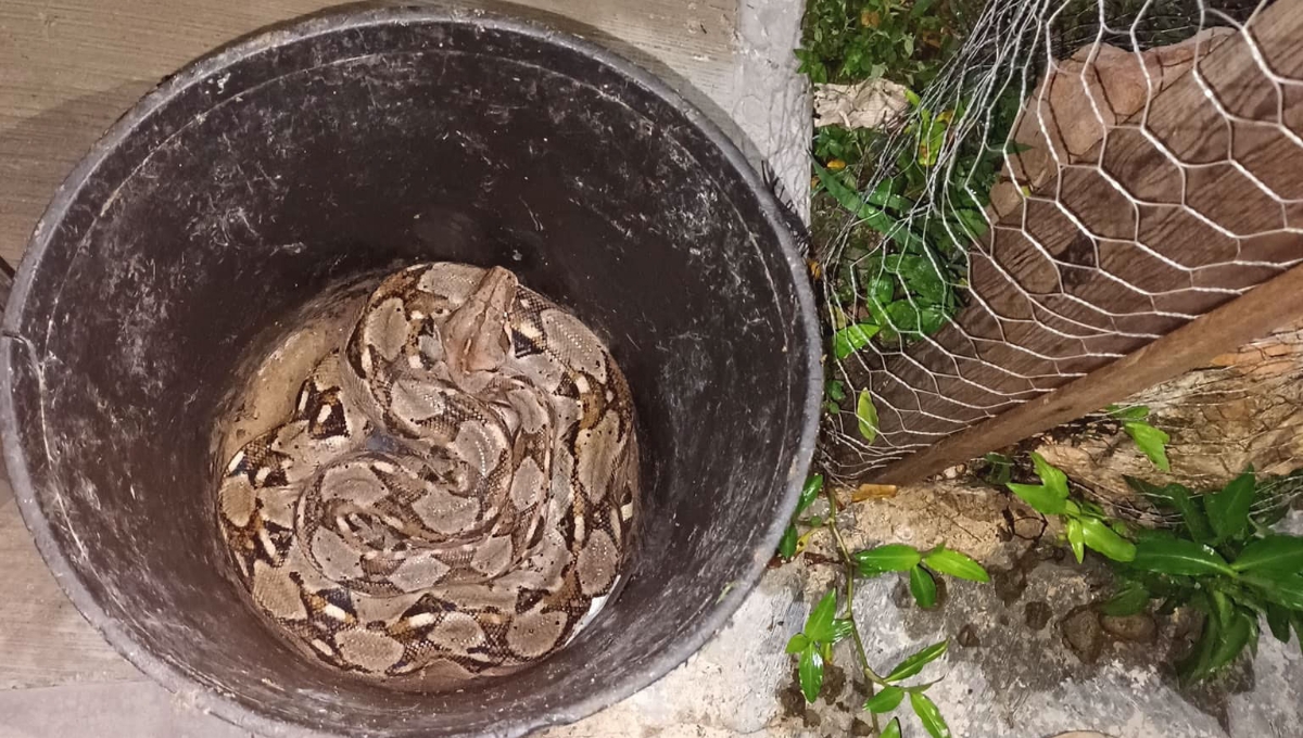 Serpientes causan terror entre vecinos de Kanasín; aparecen en casas y árboles