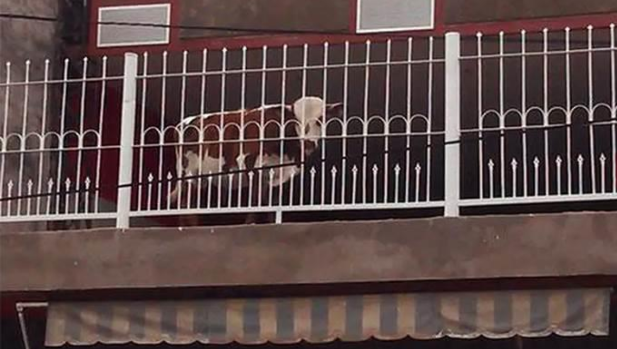 Campesino criaba vacas en el balcón de su departamento ¿Maltrato animal?