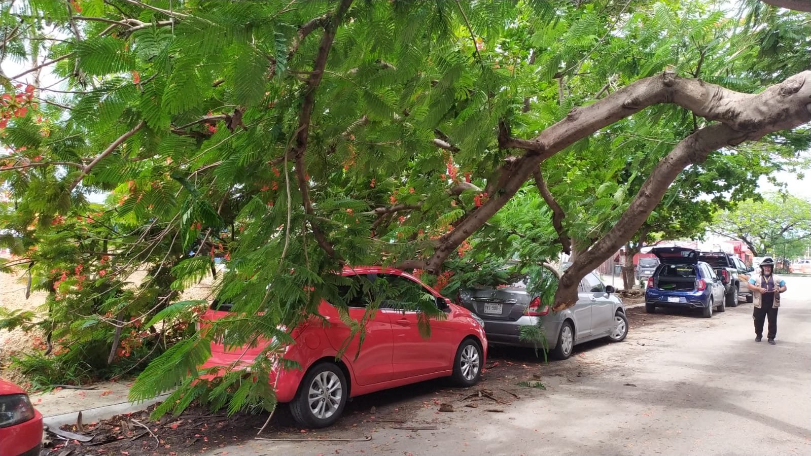 Árbol de flamboyán cae sobre tres autos frente al IMSS T-1 de Mérida: EN VIVO