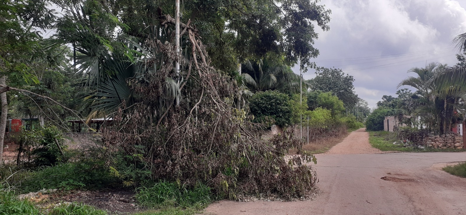Rama de un árbol deja sin luz a vecinos de José María Morelos