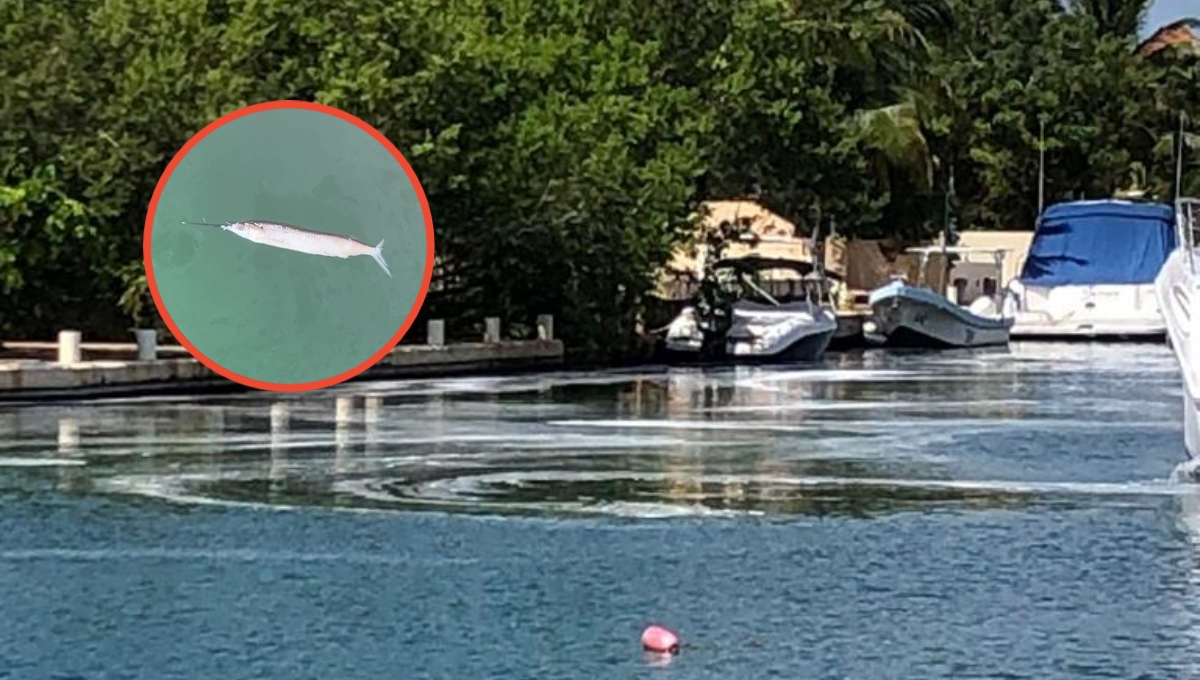 Exhiben derrames químicos en una embarcación en Playa del Carmen; causó la muerte de varios peces