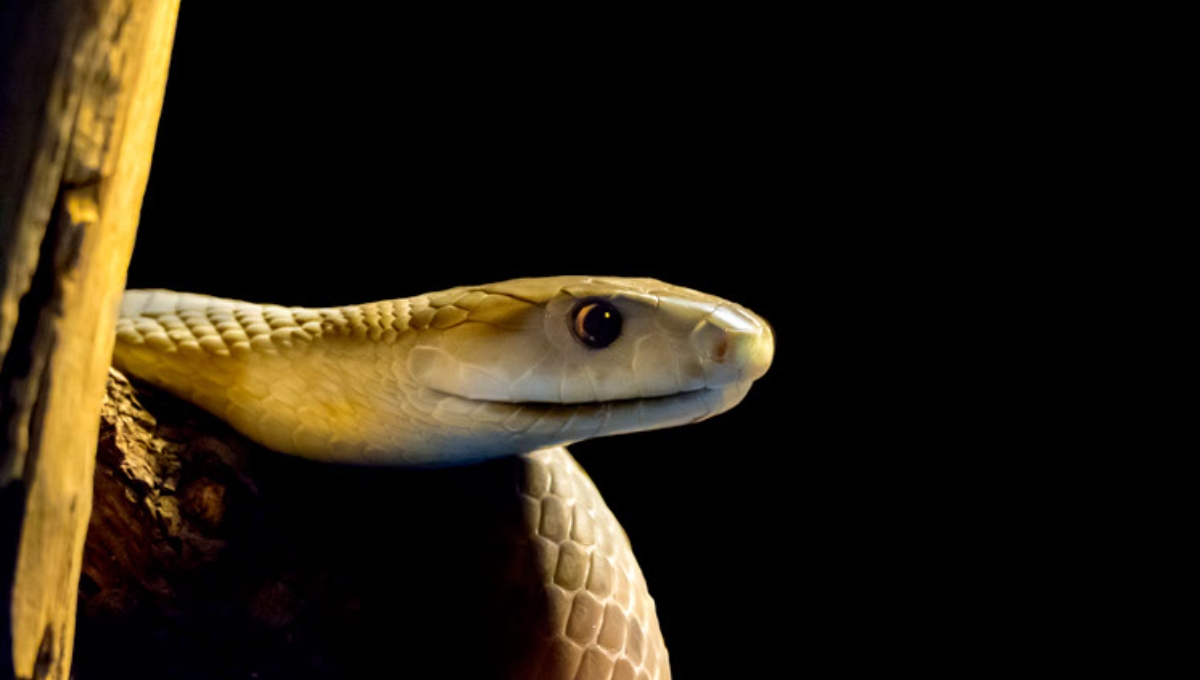 Serpientes en Yucatán: ¿Qué no se debe hacer en caso de una mordedura?