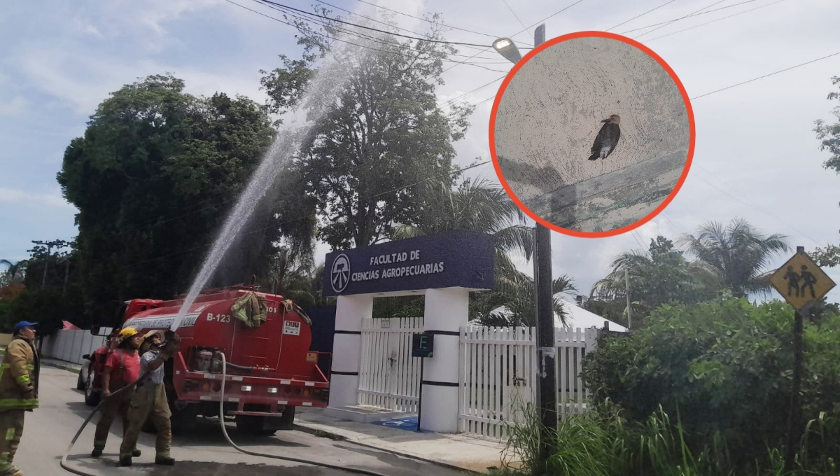 Pájaro provoca incendio en un poste de Telmex en Escárcega y muere electrocutado