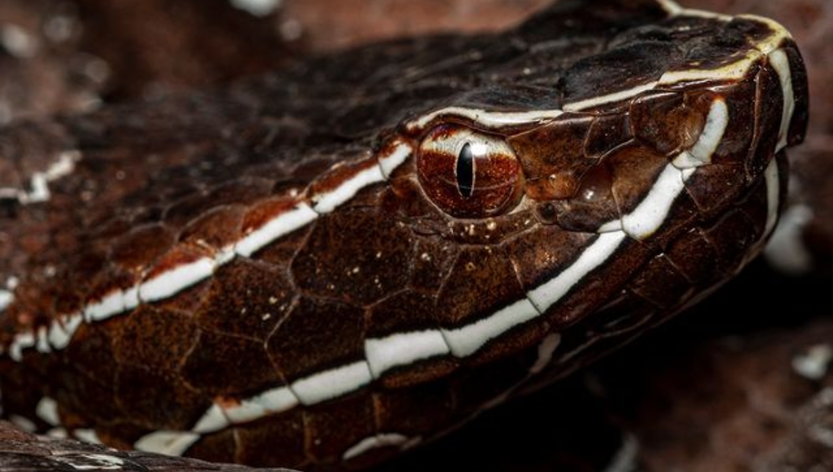 Hallan una serpiente Huolpoch en Tekax; es de las más venenosas en Yucatán