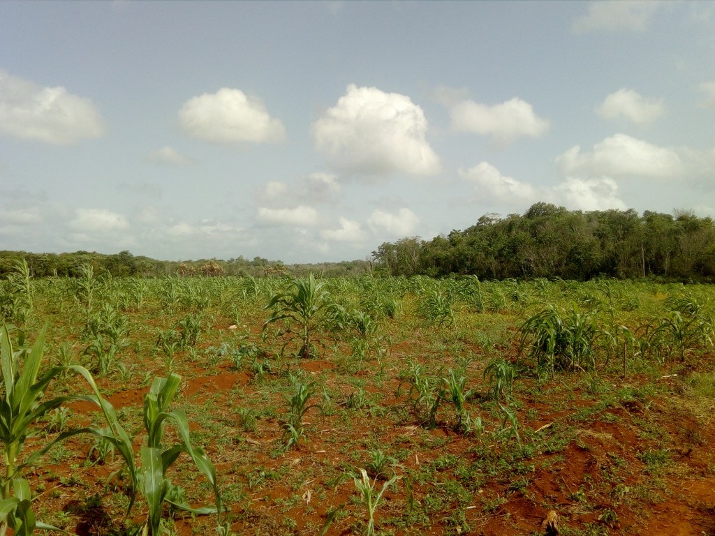 Aseguran que el calor intenso empieza a marchitar las plantas de maíz