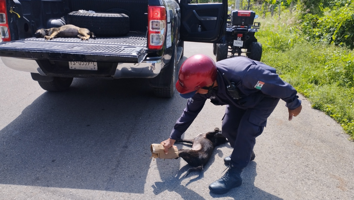 Denuncian matanza de perros en Tizimín; al menos ocho fueron envenenados