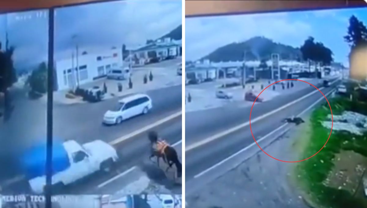 Caballo desbocado muere atropellado en la carretera México-Cuautla: VIDEO