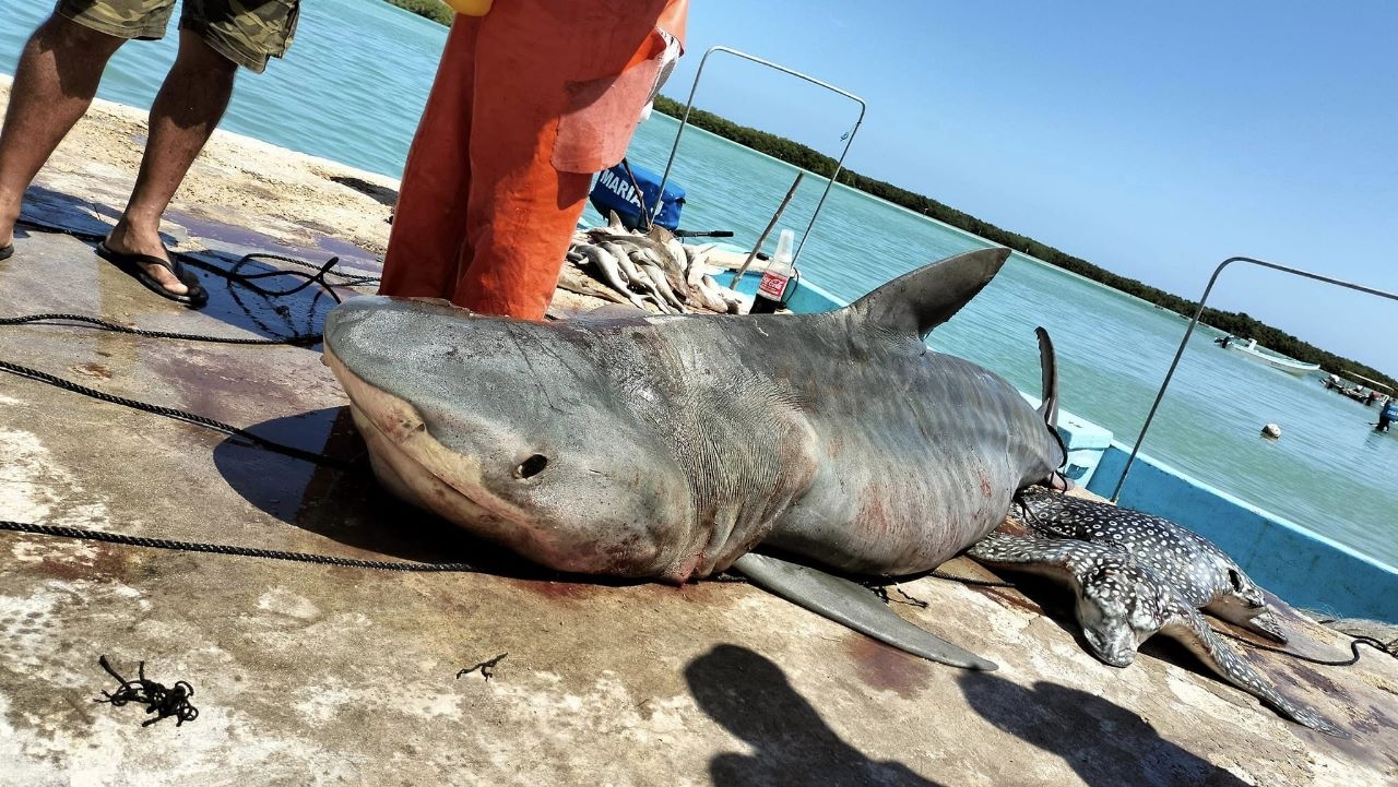 Capturan un tiburón de más de 300 kilogramos en Río Lagartos, Yucatán