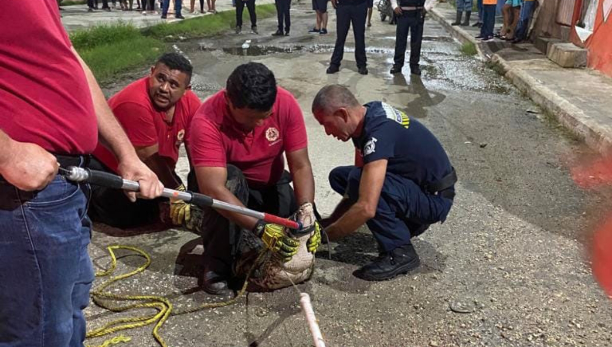 El cocodrilo fue capturado en la calle Mirador de la colonia Cumbres de Campeche