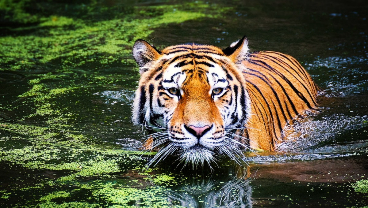 La caza furtiva es la mayor amenaza que enfrentan, y ya que cada parte del tigre, desde el bigote 
hasta la cola, se ha encontrado en mercados ilegales de vida silvestre