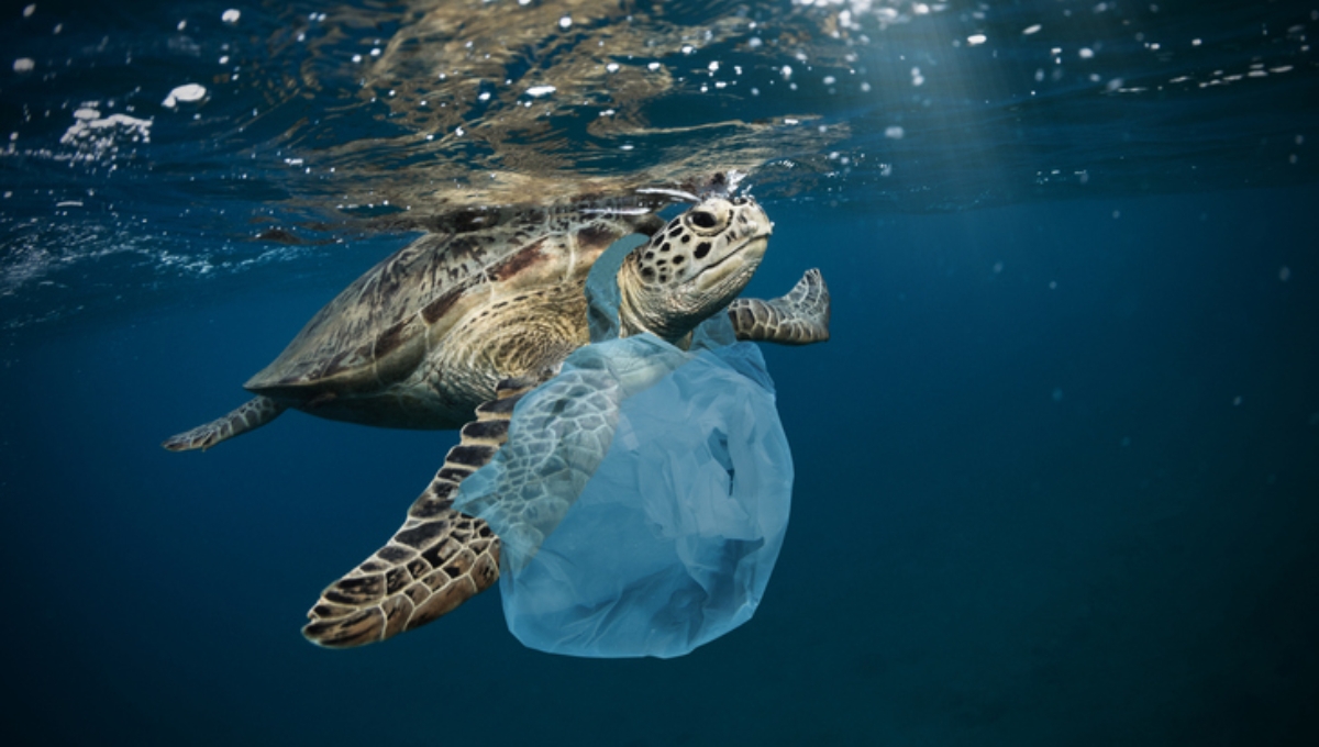 Se estima que hay más de cinco billones de piezas de plástico en el océano