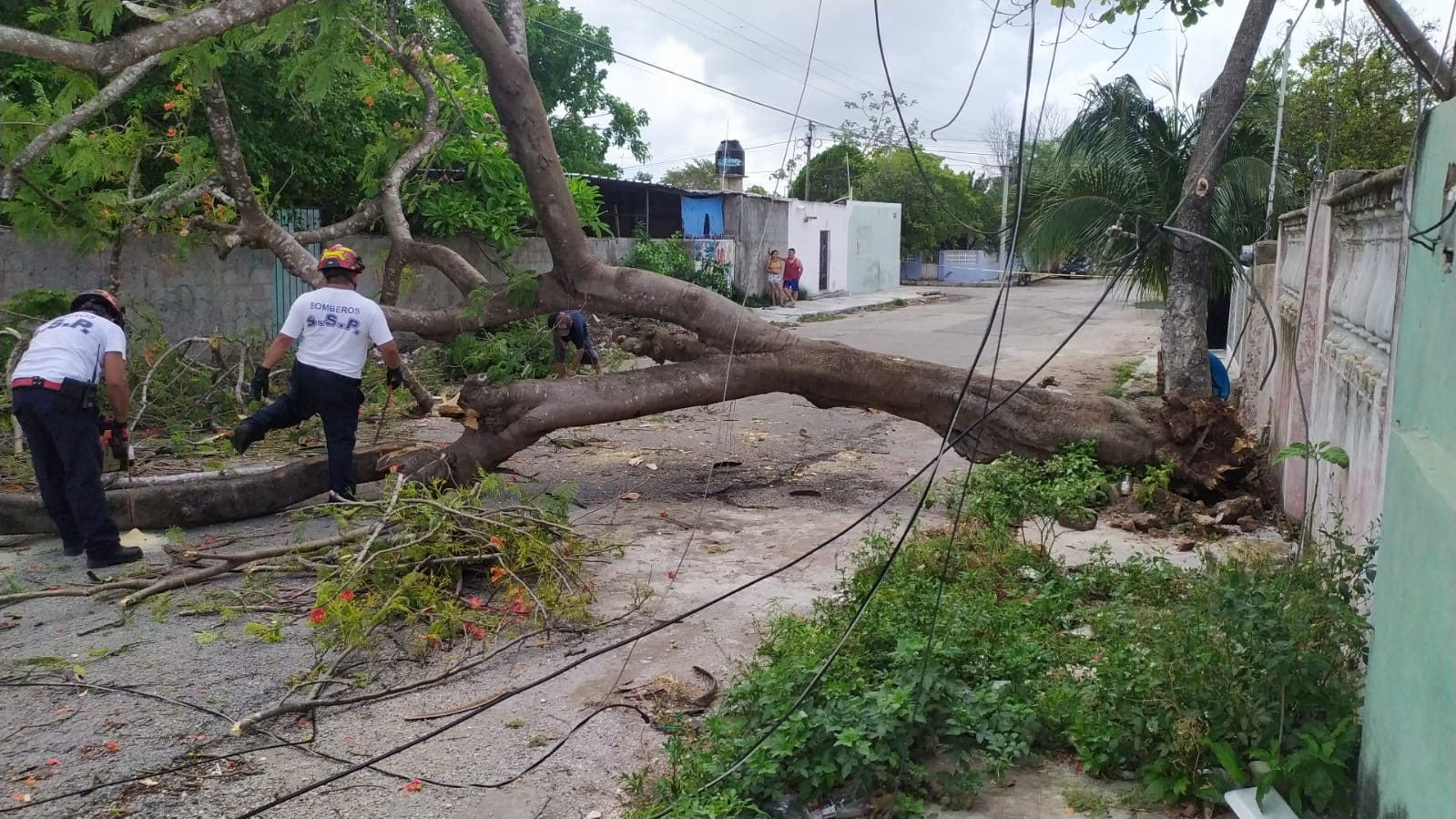 Lluvias derriban un árbol de flamboyán en la colonia Santa Rosa de Mérida: EN VIVO