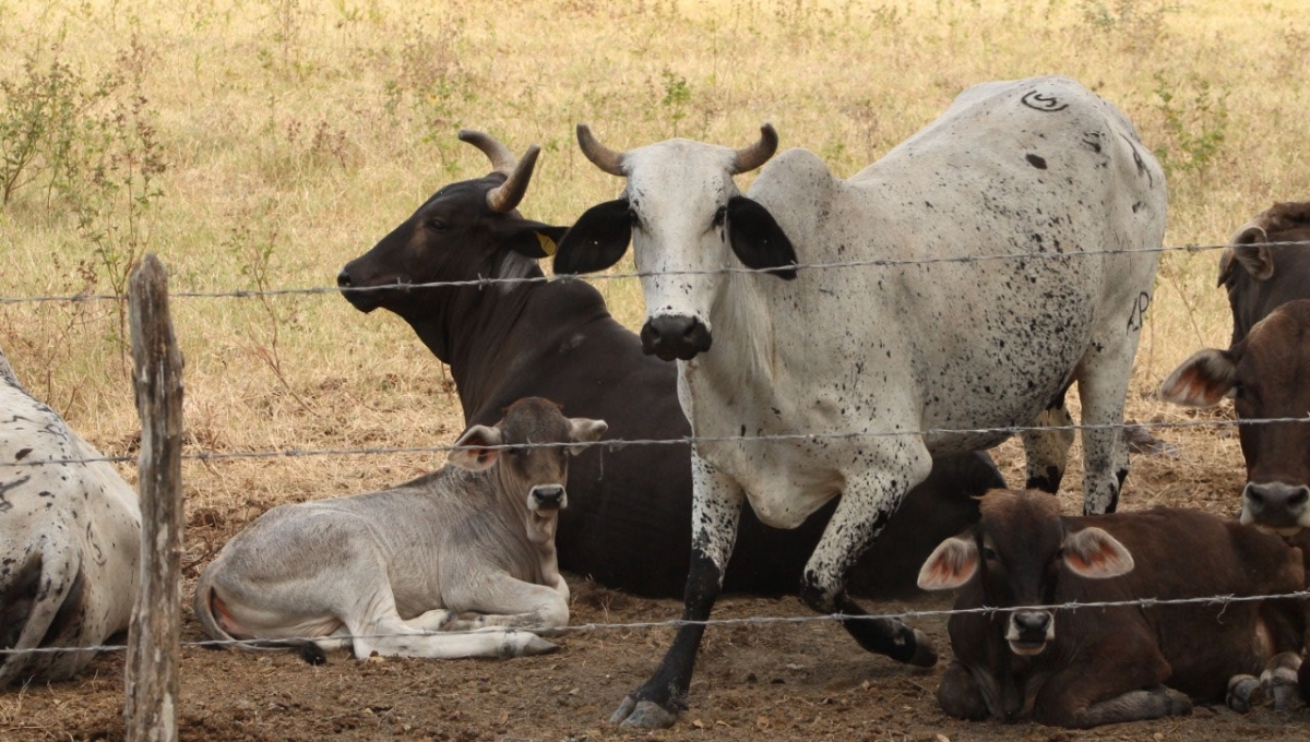 Realizaran estudios en los ganados para detectar tuberculosis que puede dañar la salud de las personas