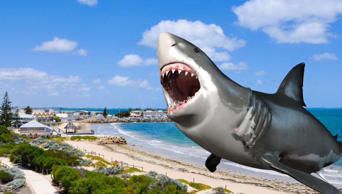 Tiburón invade playa de Florida y provoca pánico entre bañistas: VIDEO