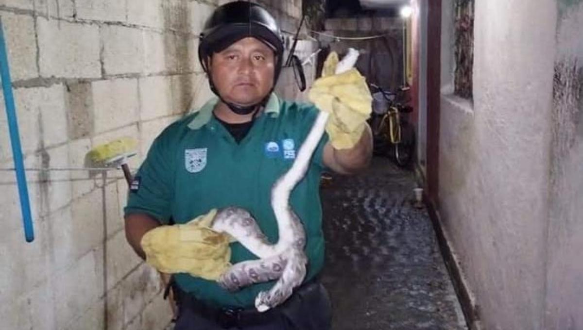 Hallan serpiente de dos metros dentro un departamento en Progreso