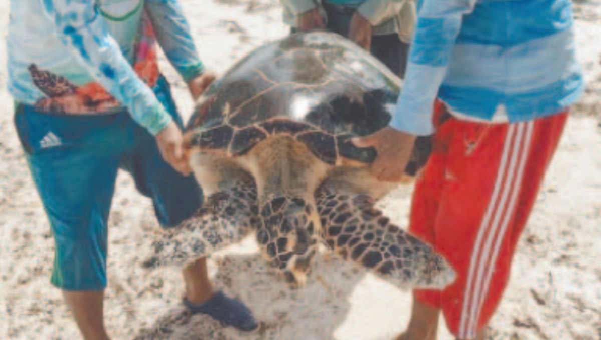 Rescatan a tortuga de carey moribunda en las costas de Ciudad del Carmen