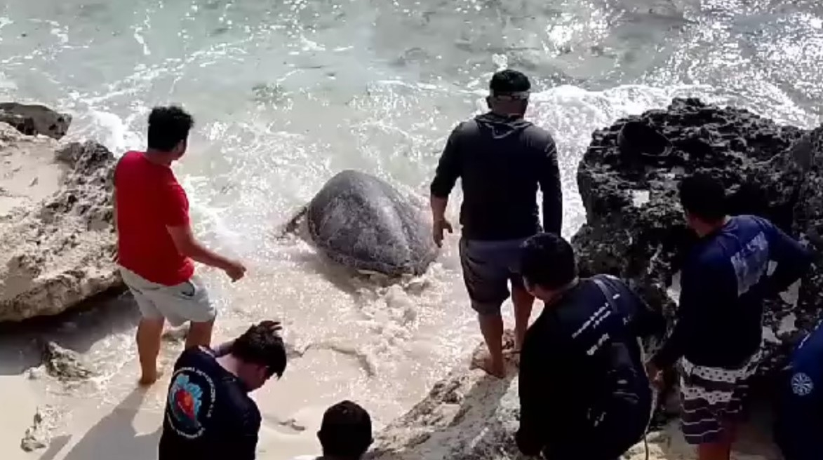 Rescatan a dos tortugas varadas en acantilados de Isla Mujeres