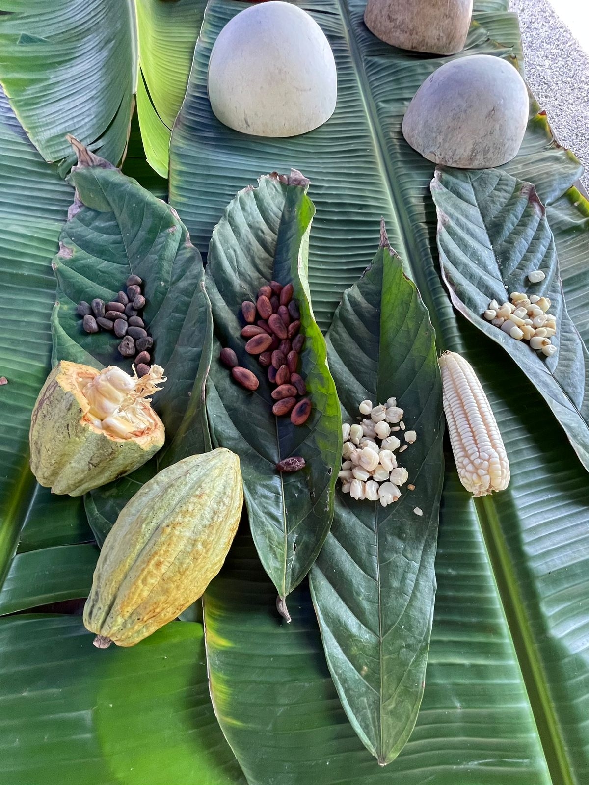 Ya se encuentra establecida la cooperativa de “Productores de Cacao de Quintana Roo”