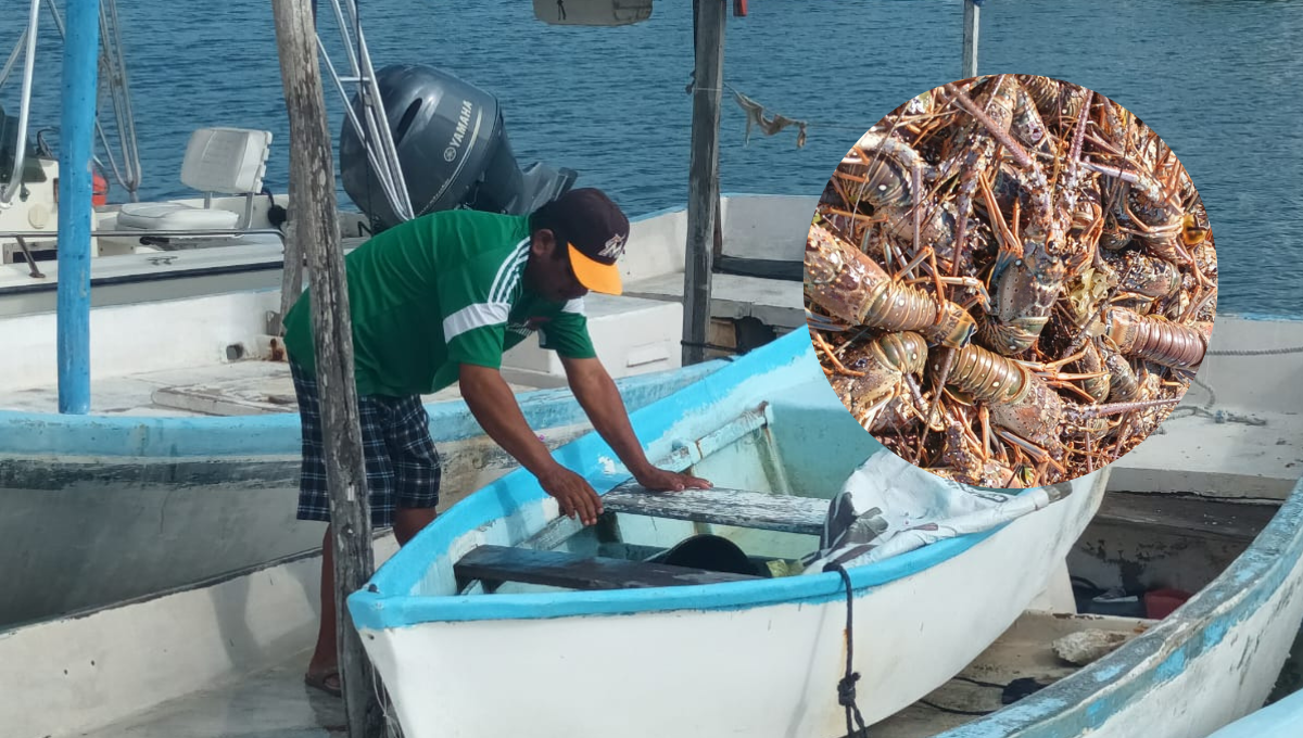 Decepciona pesca de langosta en Litoral Oriente de Yucatán; sólo pagan 100 pesos por kilo
