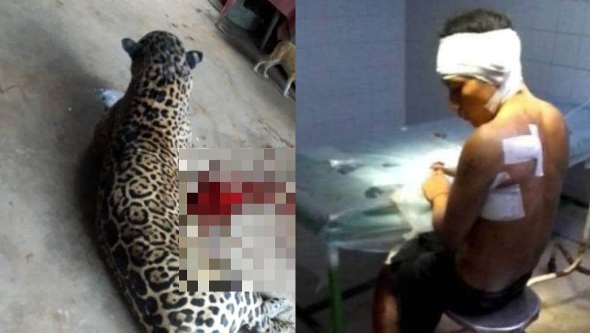 Jaguar habría atacado a un joven en la zona hotelera de Tulum