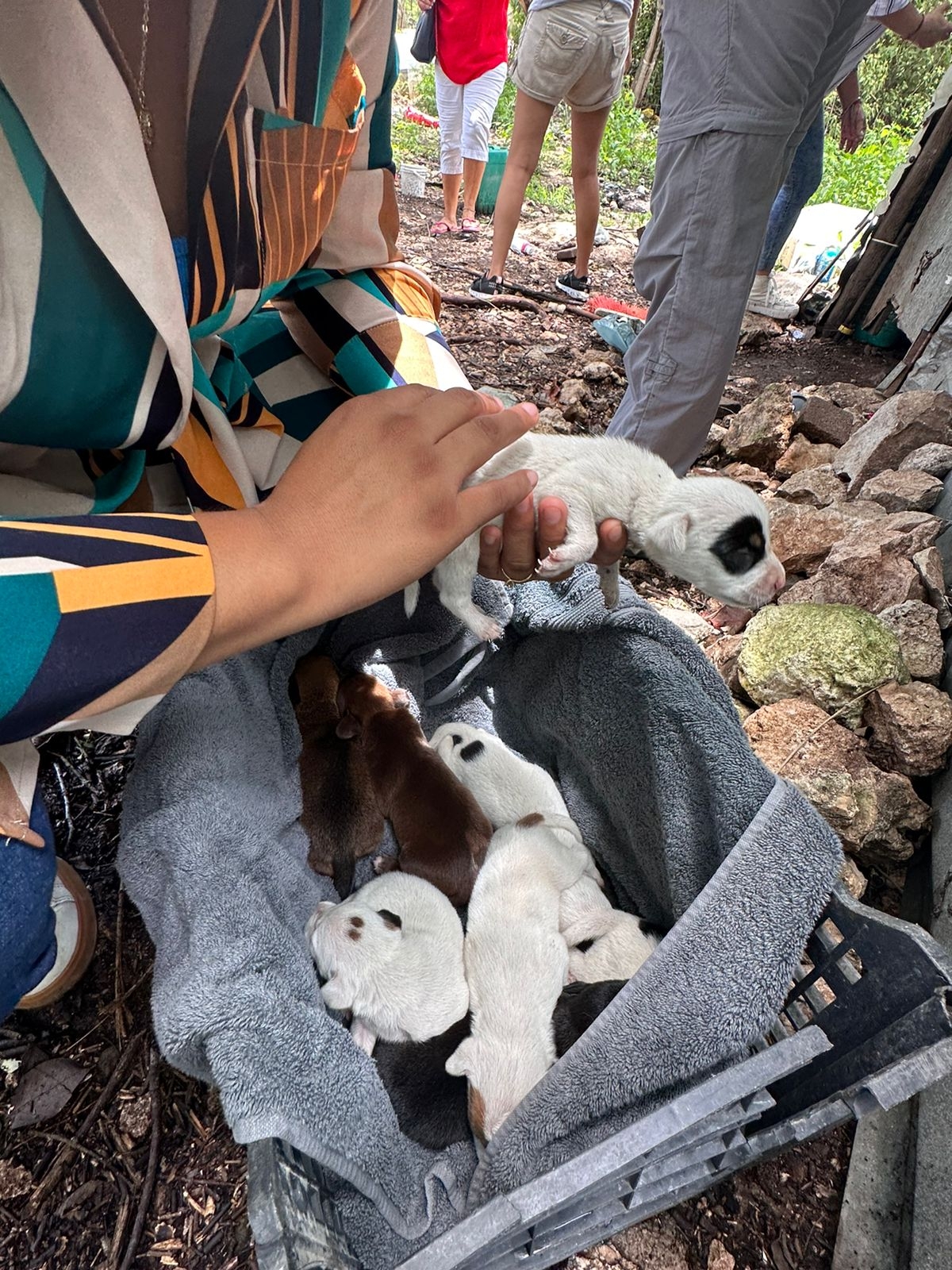 Rescatan a perrita que fue golpeada a tubazos en Tulum