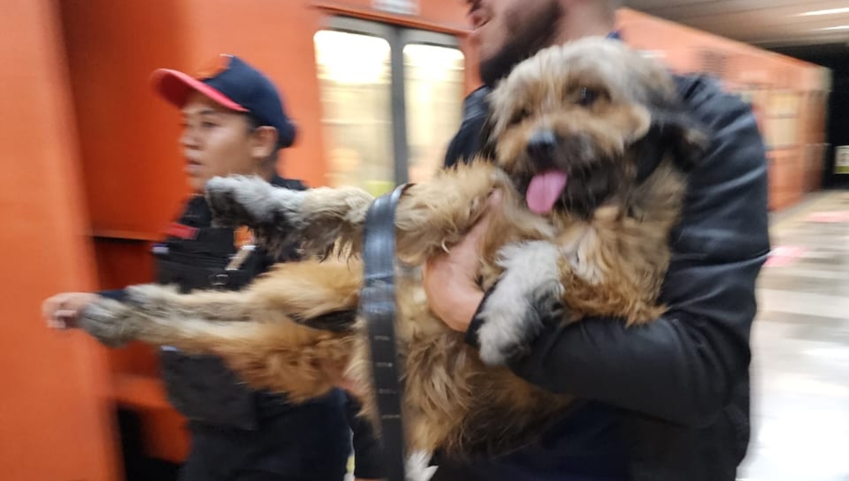 El perro fue rescatado para ser valorado por un veterinario