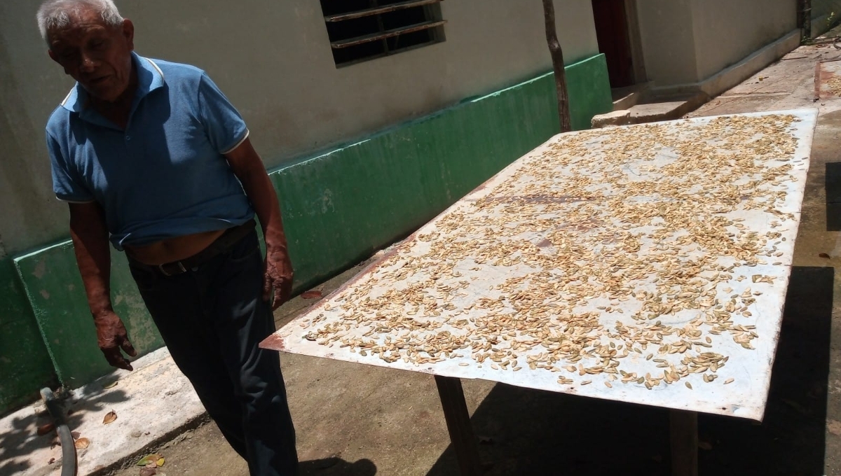 En Hecelchakán, Alfonso Pavón elabora dulces de mazapán, desde hace 30 años: HISTORIA