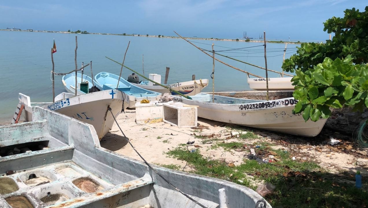 Temporada de pulpo en Seybaplaya, Campeche inicia con 40 de 800 embarcaciones