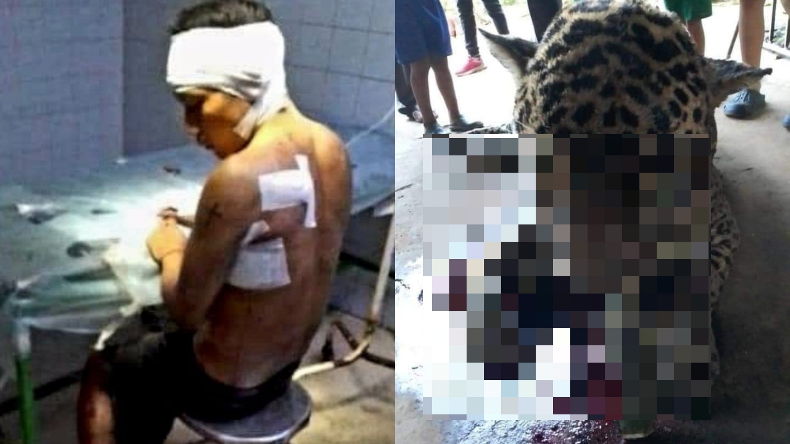 Tren Maya: Fonatur desmiente ataque de jaguar a un empleado en Xpujil, Campeche