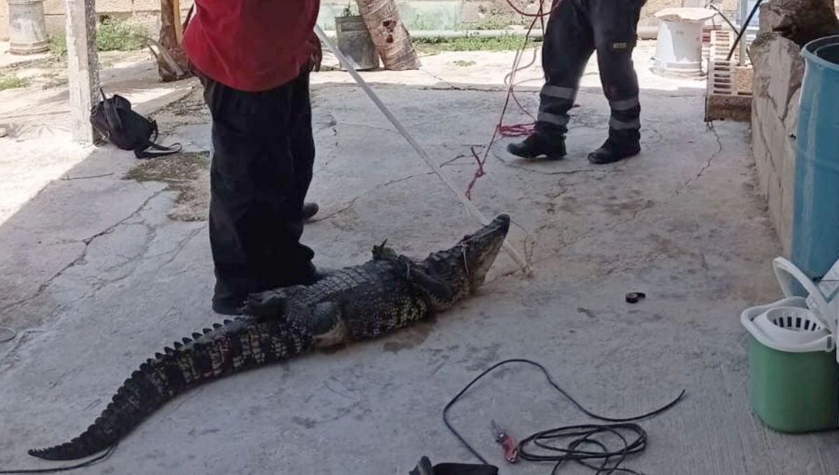 Encuentran a un cocodrilo en el patio de una casa en Campeche