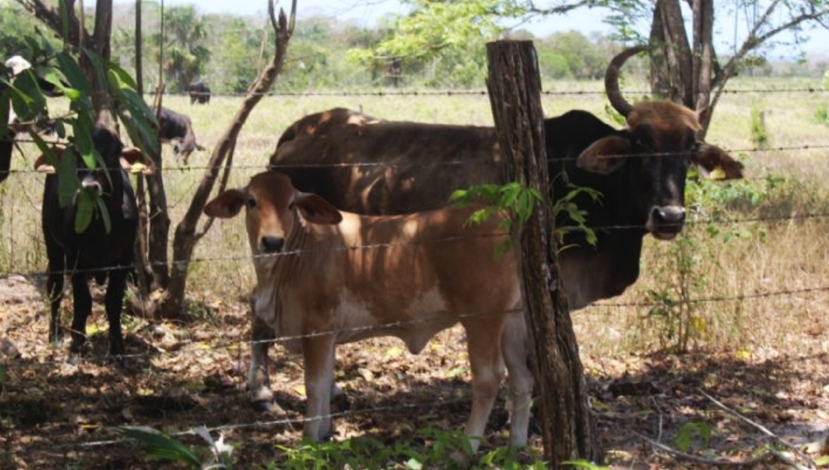 Bacalar y Othón P. Blanco, los más afectados por el robo de ganado en Quintana Roo