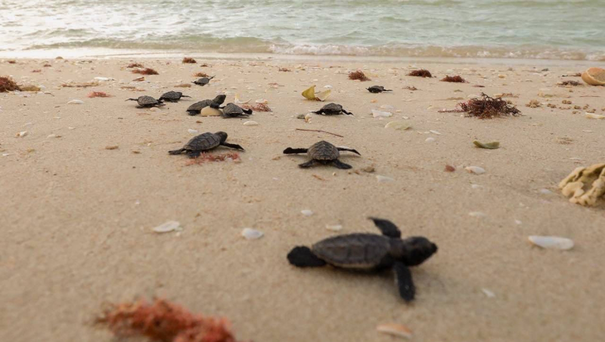 Mauricio Vila promueve un Yucatán 'más verde' con la liberación de 100 tortugas marinas en Sisal