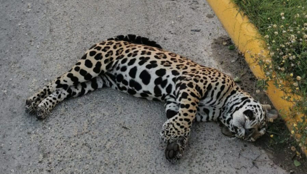Secretaría de Medio Ambiente de Campeche confirma un jaguar atropellado en Calakmul