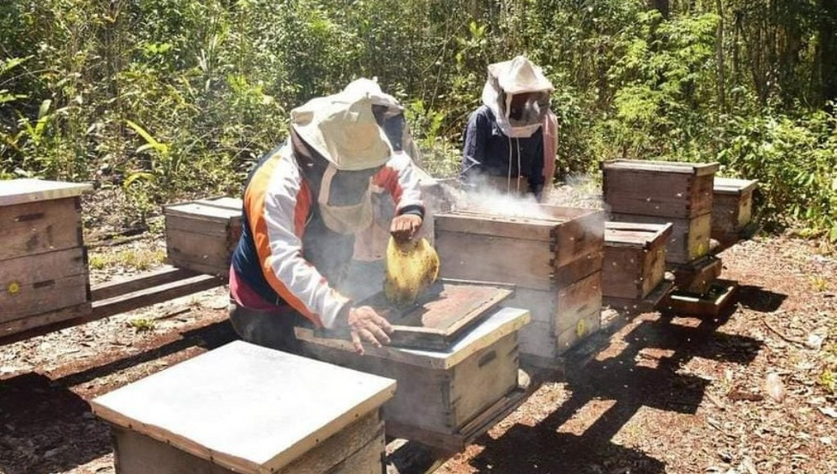 Apicultores de José María Morelos venden sus abejas por no poder alimentarlas