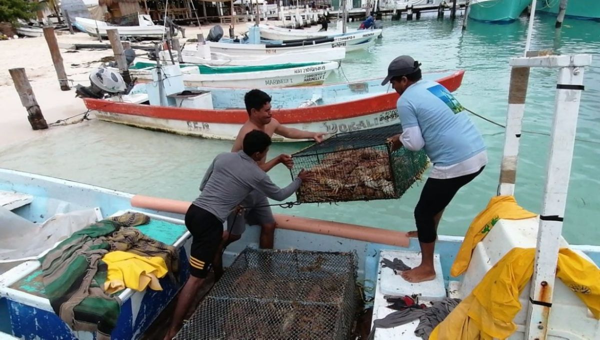 Precio de la langosta en Isla Mujeres alcanza los 550 pesos por kilo