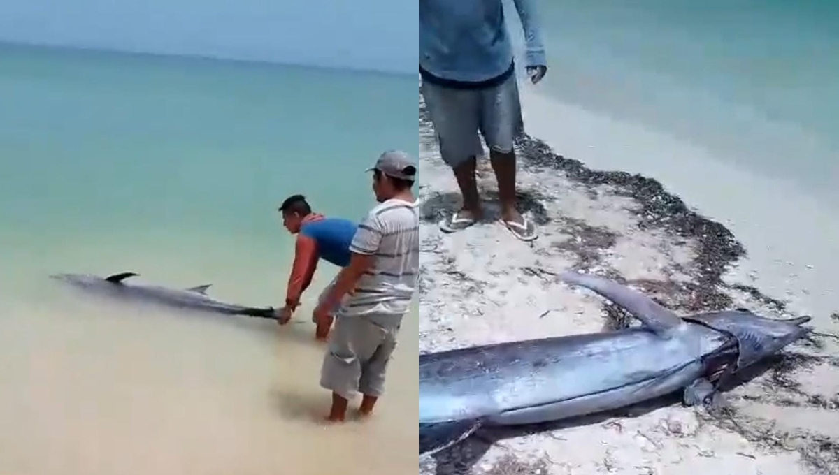 Motos acuáticas causan la muerte de un pez vela en Progreso, Yucatán: VIDEO