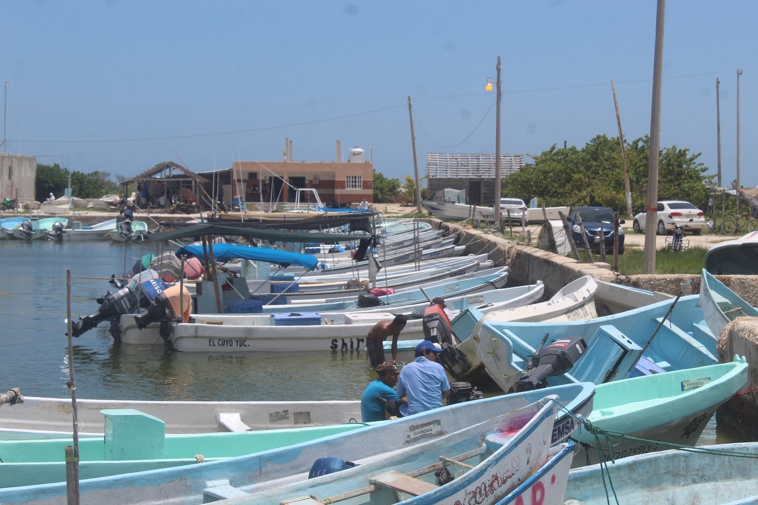 Pescadores de Yucatán se decepcionan de la temporada de pulpo; ya no es redituable, aseguran