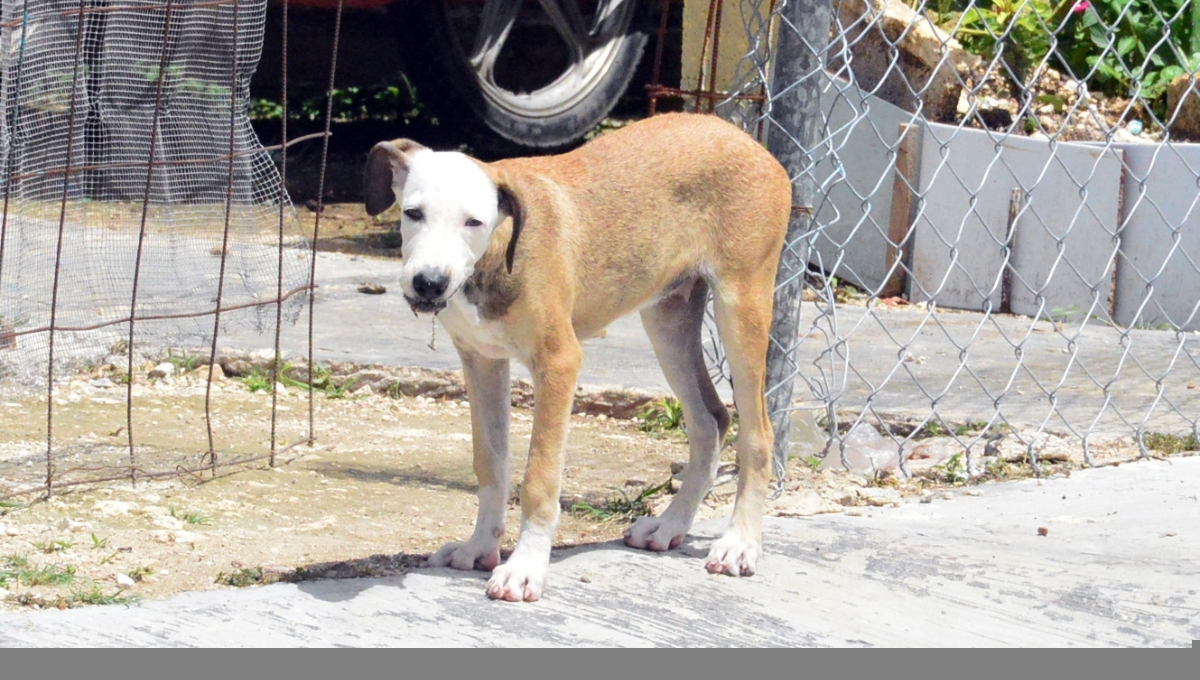 ¡Grave problema canino en Campeche! Existen más de 80 mil perritos callejeros y enfermos