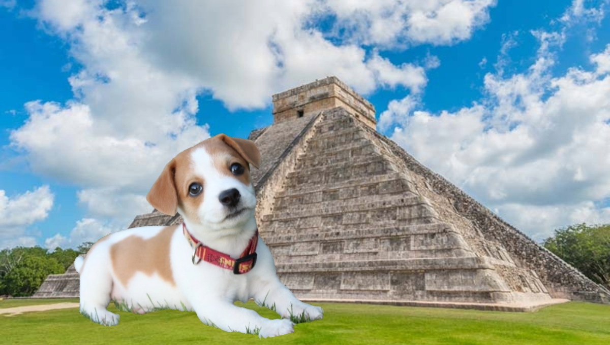 ¿Cómo se le dice en Yucatán a los perros?