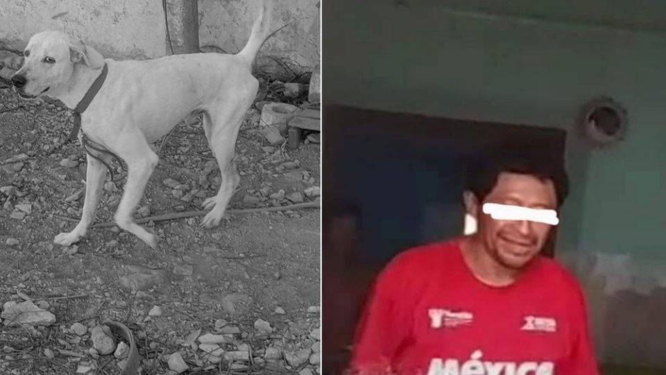 ¡No al maltrato animal! Habitantes exigen justicia por el asesinato de un perro en Yucatán