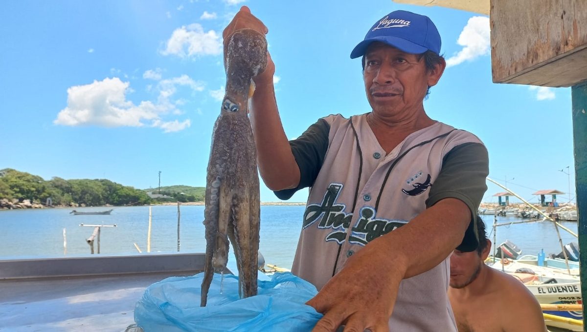 Mal inicio de temporada de pulpo en Campeche; pescadores regresan sólo con tres piezas