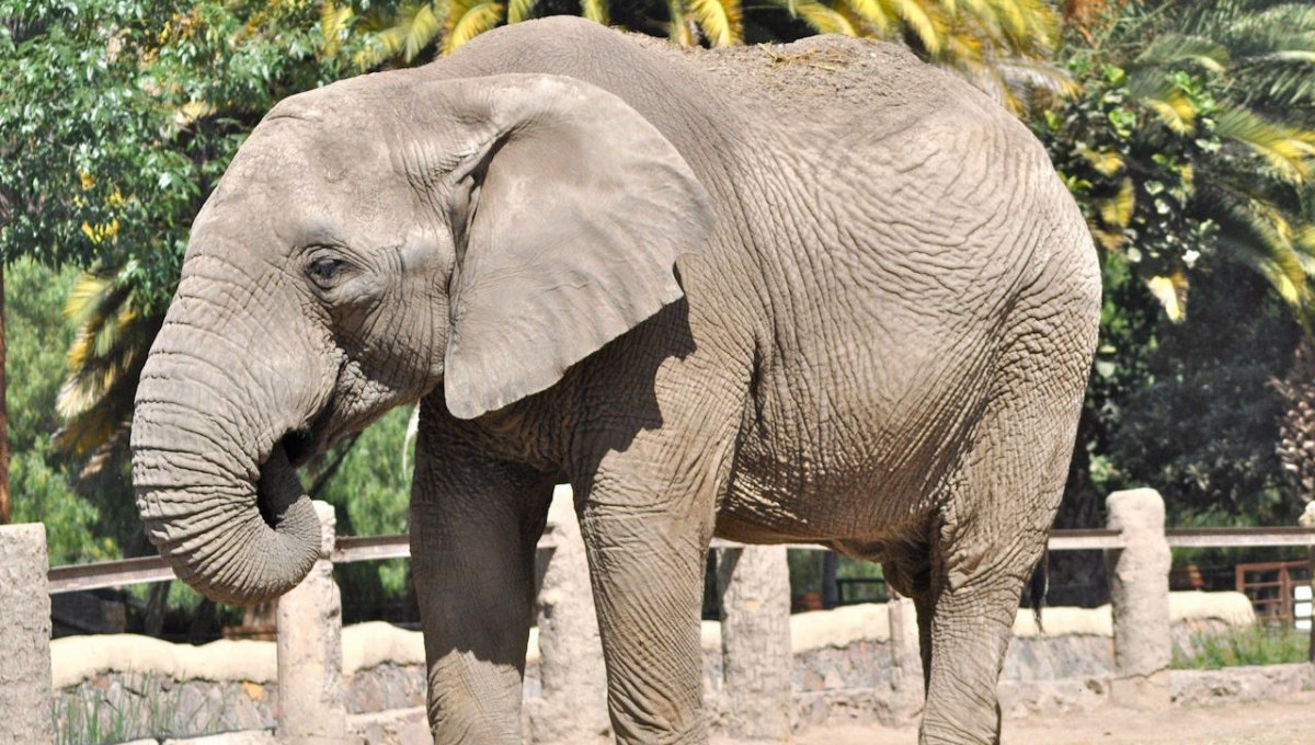 Muere 'Davy' a los 50 años, elefante africano del zoológico de León, Guanajuato