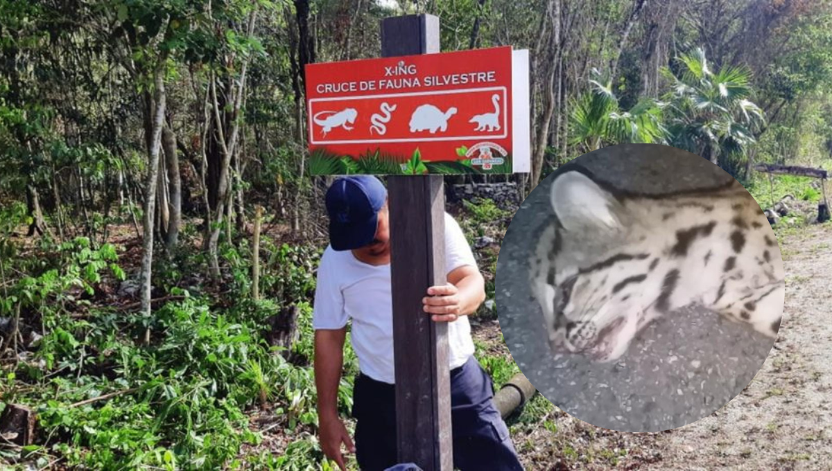 Atropellan y matan a un tigrillo en la zona Sur de Cozumel