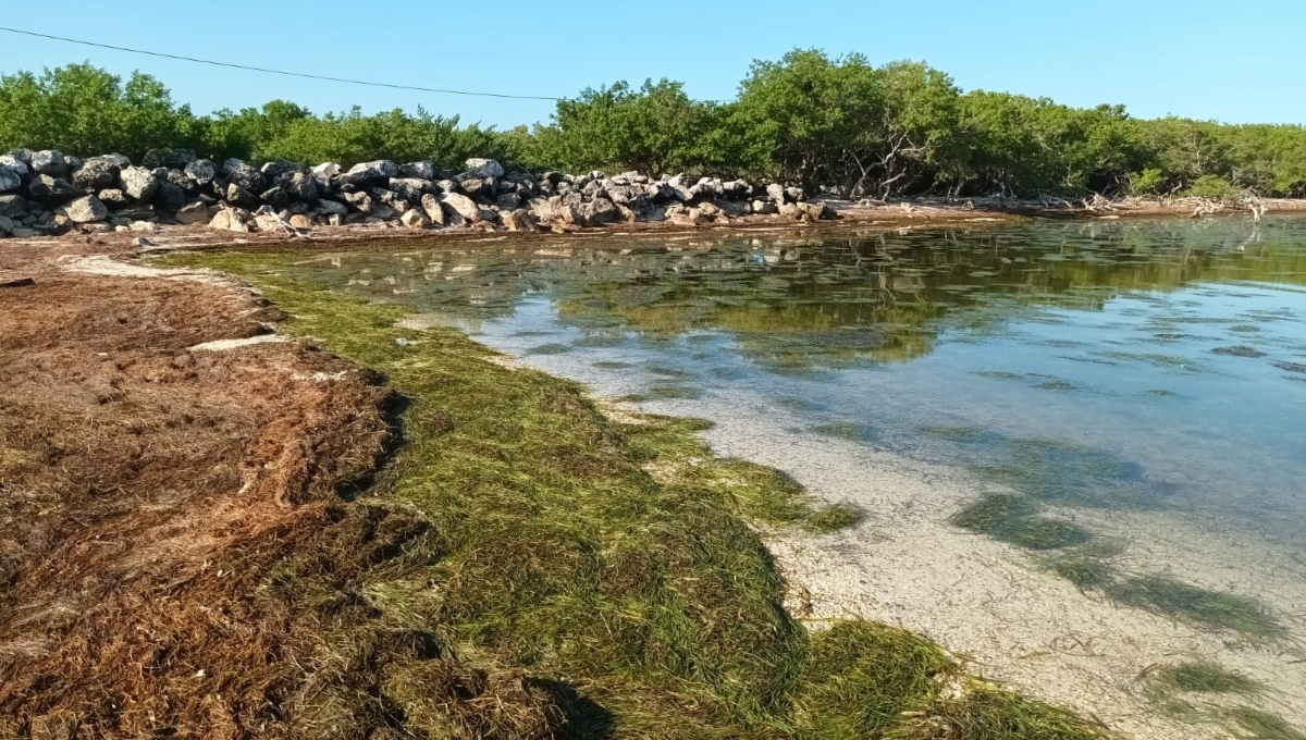 Sargazo cubre aguas cristalinas de las costas de Chabihau, Yucatán